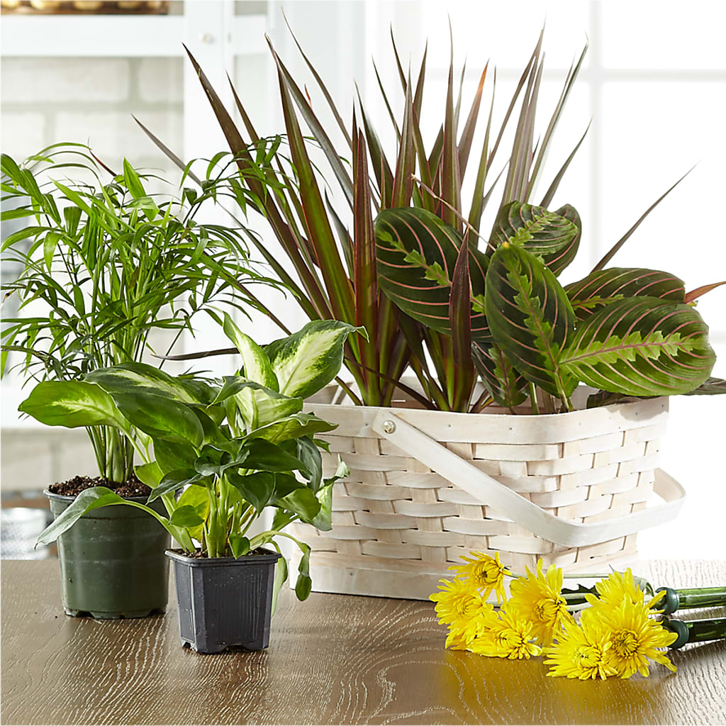 Florist Designed Blooming and Green Plants in a Basket – TIGERLILY'S FLOWERS, Broken Arrow OK