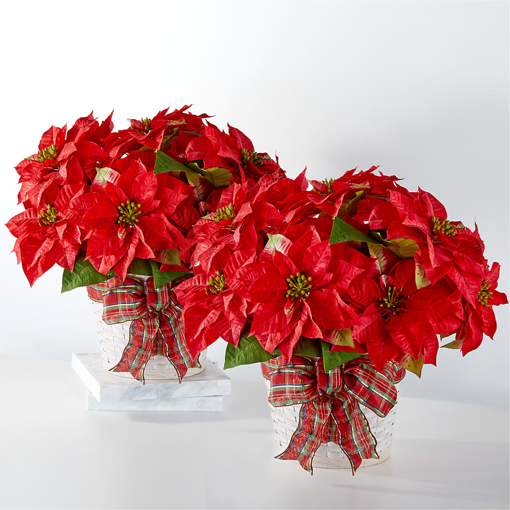 Happiest Holidays Poinsettia Bundle – TIGERLILY'S FLOWERS, Broken Arrow OK