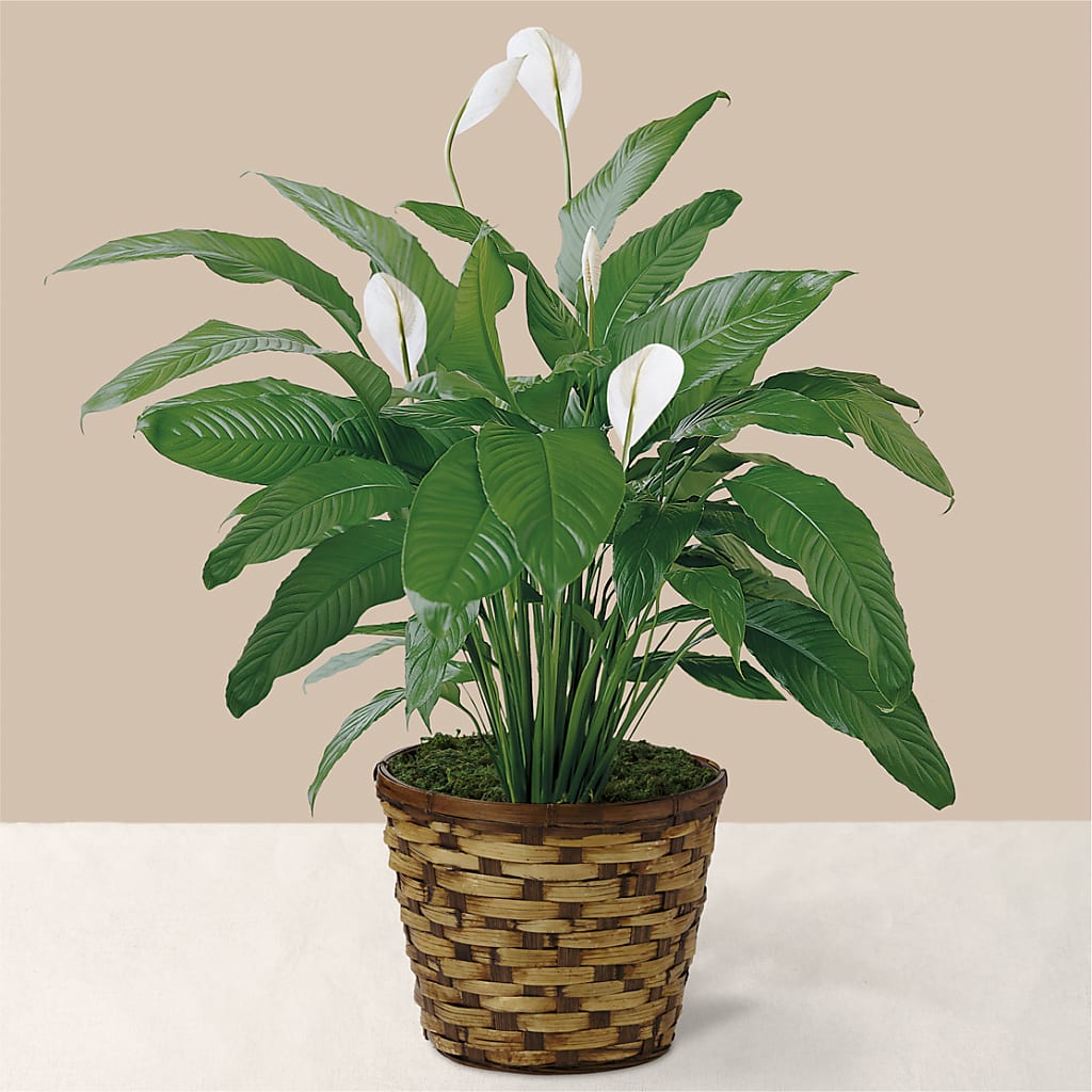 Tranquil Moments Peace Lily Plant – TIGERLILY'S FLOWERS, Broken Arrow OK
