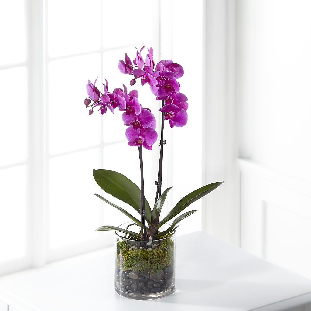 Pink Orchid Plant – TIGERLILY'S FLOWERS, Broken Arrow OK
