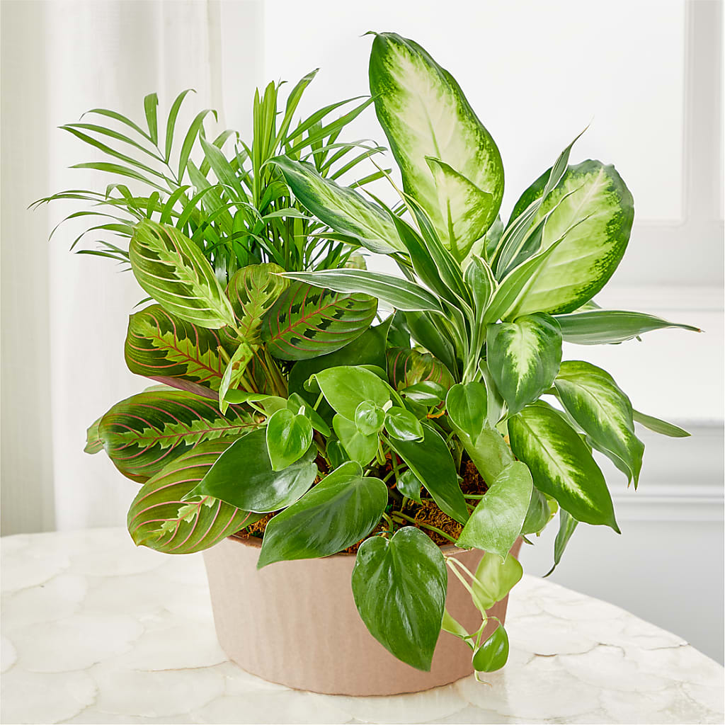 Balance & Harmony Dishgarden – TIGERLILY'S FLOWERS, Broken Arrow OK