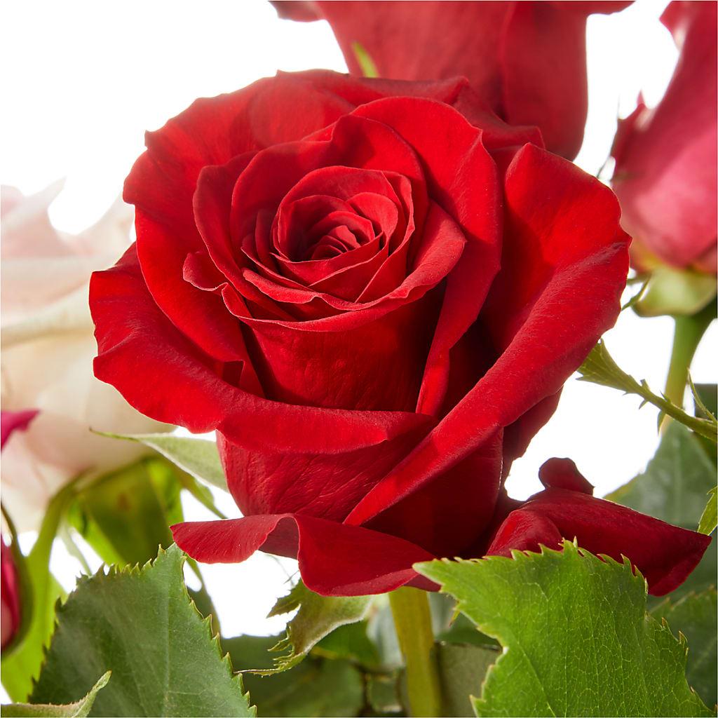 Love Notes Rose Bouquet – TIGERLILY'S FLOWERS, Broken Arrow OK