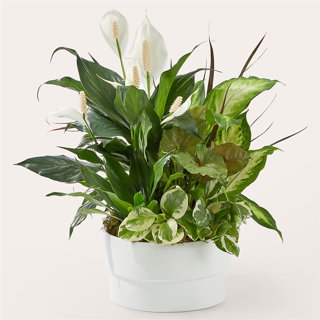 Radiating Positivity Dishgarden – TIGERLILY'S FLOWERS, Broken Arrow OK