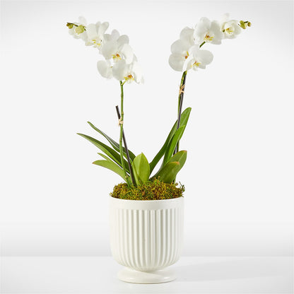 Whispering White Orchid – TIGERLILY'S FLOWERS, Broken Arrow OK