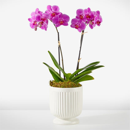 Friendly Fuchsia Orchid – TIGERLILY'S FLOWERS, Broken Arrow OK