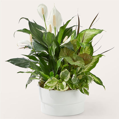 Radiating Positivity Dishgarden – TIGERLILY'S FLOWERS, Broken Arrow OK